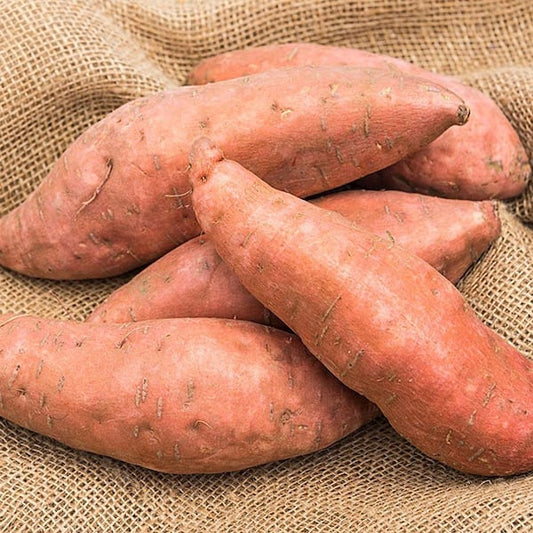 Organic Covington Sweet Potato